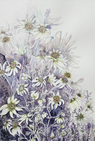 Flannel Flowers