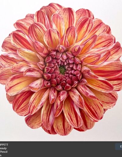 BEST EMERGING ARTIST Alison Tippett, Radiant Beauty (pencil), $ 3,200